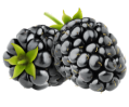 Blackberries.png